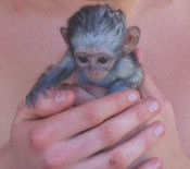 Volunteer with orphan monkey