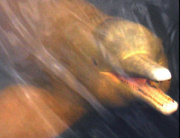 Dolphins on Amazon adventure holiday