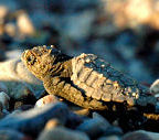 Beach holiday in Turkey, sea turtles