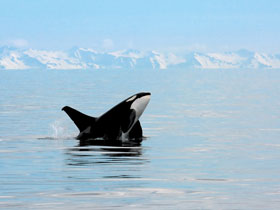 Wilderness holiday in Alaska