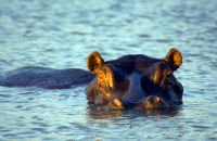 Hippo, Uganda teaching