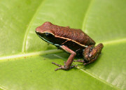 Frog on Peru conservation holiday