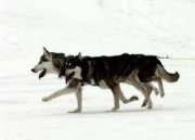 Dog sledding on Lapland tailormade holiday