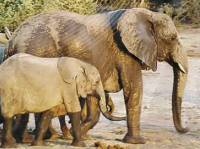 African elephants