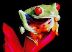 Tree frog, Costa Rica family holiday