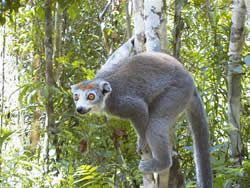 lemur