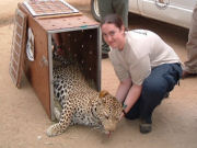 Leopard, Volunteer at a wildlife reserve