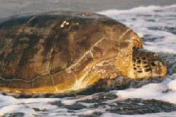 Giant Leatherback Turtle