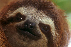 Wildlife