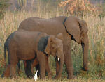 Elephants