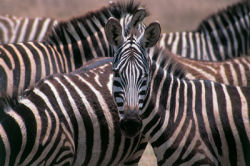 Wildlife viewing
