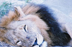 Sleepy lion