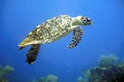 Turtle, Scuba diving in Honduras