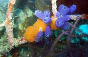 Coral, Scuba diving in Honduras