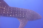 Whale shark diving in Honduras