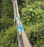 Suspended walkway over the rainforest on an Amazon cruise holiday