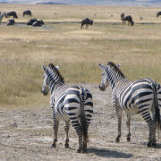 Wildlife on Tanzania charity trek