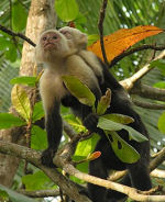 Monkeys on Nicaragua nature and culture tour