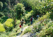 Village walk, Indian Himalayas village homestay