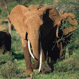Elephants on game reserve during horesriding holiday in South Africa