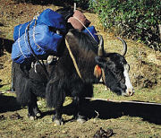 Trekking to Everest Base Camp