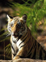 Tigers on holiday to Northern India