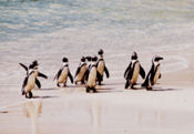 Penguins on Boulders Beach, Cape & kruger nature tour