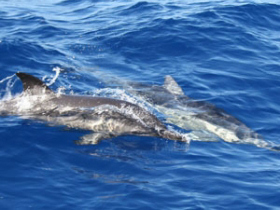 Sailing & conservation holiday in Greece