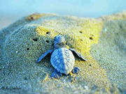 Turtle, Sailing & conservation holiday in Greece