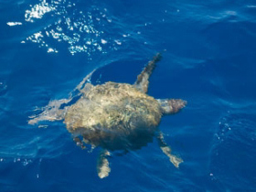 Conservation sailing holiday in Greece