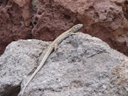 Lizard, Conservation sailing holiday in Greece