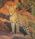Cheetah, family safari in Namibia