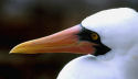 Bird, Galapagos Islands