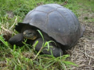 Tortoise, Galapagos Islands