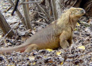 Lizard, Galapagos Islands