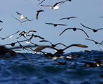 Sea birds, Western Cape day tours