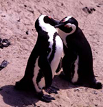 Penguins, Western Cape day tours