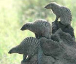 Safari in the Ngoro Ngoro Crater