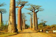 Highlights of Madagascar