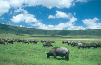 Rhino, Kilimanjaro climb and safari