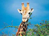 Giraffe, Gorilla and gamepark safari