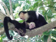 Monkeys on Costa Rica family activity holiday