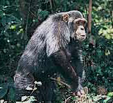 Chimpanzee, Primates of Rwanda