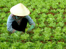 Budget tours to Vietnam