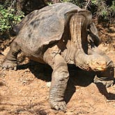 Giant Galapagos Tortoise on cruise