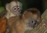 Peru vacation: Monkeys in Peruvian Amazon rainforest