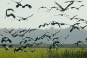 Birds, Luxury bush accommodation