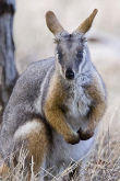 Wallaby, Flinders range tour