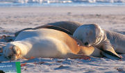 Seals, Kangaroo Island tour