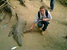 Crocodile, Gambia tour